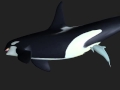 Orca Dolphin Av Prev 071204