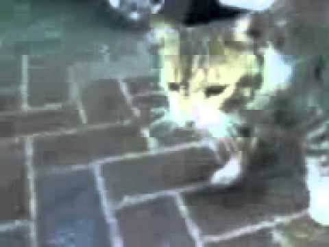 pusa tambay sa jesco suermarket.3gp