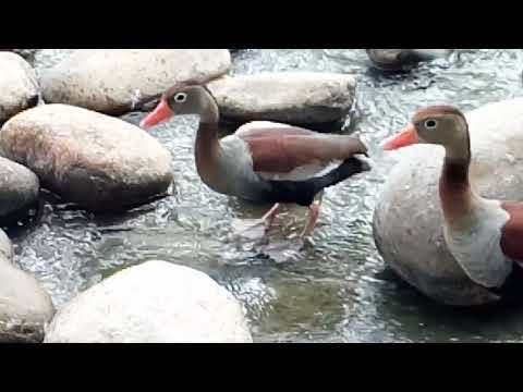 Tp‑Link Neffos C5 Max - 1080p