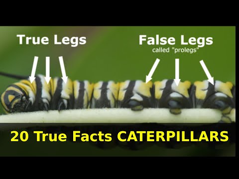 20 True Facts CATERPILLARS