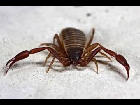 Bücherskorpion # 6:   Leben das Volk und die Bücherskorpione noch?