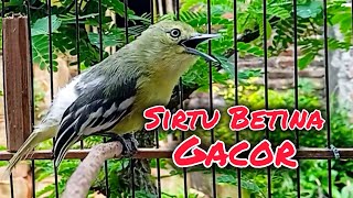 Download lagu Suara Sirtu Betina Gacor Memanggil Jantan Ampuh mp3