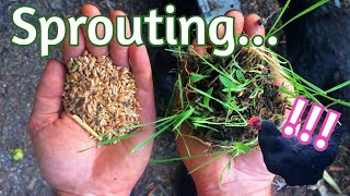 Sprouts for Chickens - Let