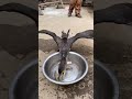 Great Cormorant Eats The Whole Fish Instantly
