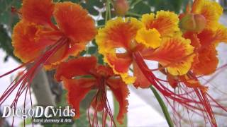 Caesalpinia pulcherrima (Fabaceae) Poinciana, Peacock Flower, Red Bird of Paradise