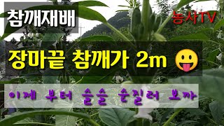 참깨재배-장마끝 참깨 2M 되어갑니다 [농사TV] korean sesame