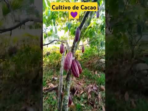 🍫 El MEJOR CACAO del mundo está en Saravena, Arauca 🇨🇴✨