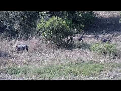 Djuma: Warthogs - 14:40 - 04/03/2022