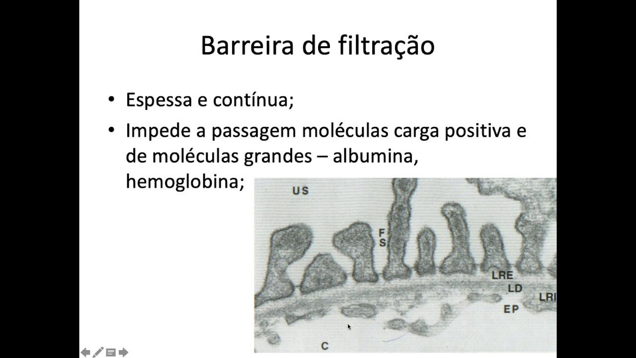 Histologia do Sistema Urinário