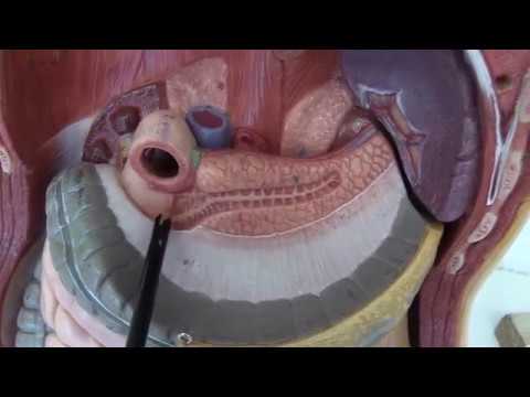 Pankreas - Lochners Anatomie kompakt