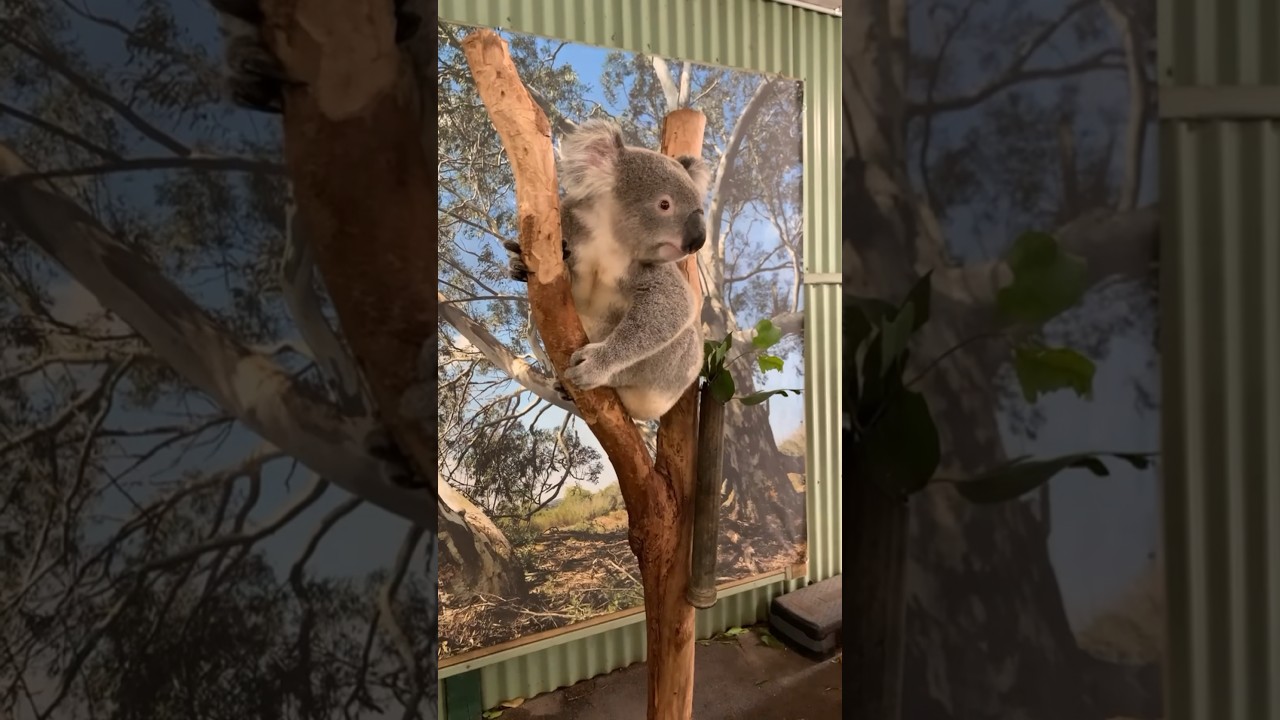 YouTube Short thumbnail