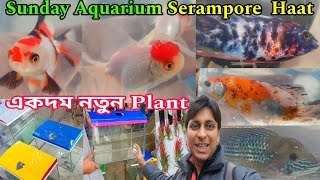 রঙিন মাছ এ্যাকুরিয়াম আর প্ল্যান্ট | Serampore Fish Pet Haat | Aquarium Fish Market Shrirampur 