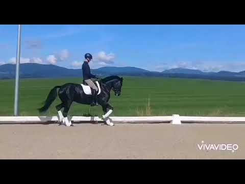 4 jährige Stute 1.69m von Quantensprung