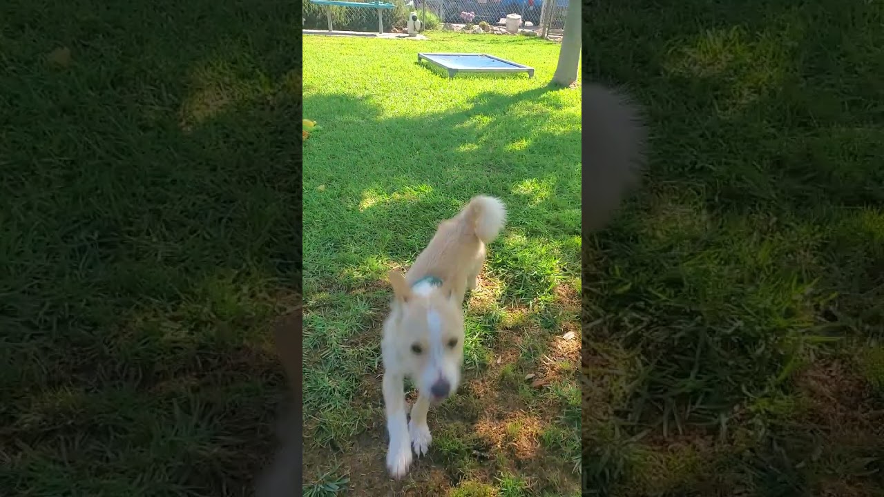Enlarge Kiwi, an adopted mixed breed in Santa Paula, CA video 5/5