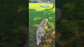 Video preview image #1 Mutt Puppy For Sale in Ventura, CA, USA