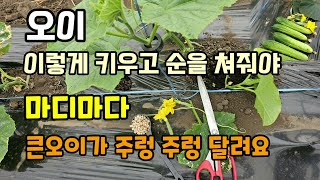 오이 순치기 이렇게 해야 마디마다 오이가 주렁주렁 달립니다 오이 웃거름은 이렇게 주세요 #오이키우기