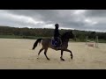 Ruin Franse rijpony PFS Te koop 2013 Donker bruin / bai ,  NINIO DE ROX