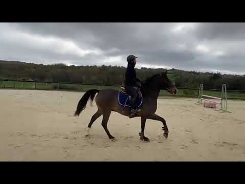 Caballo castrado PFS Poni Françés de Silla En venta 2013 Bayo por NINIO DE ROX