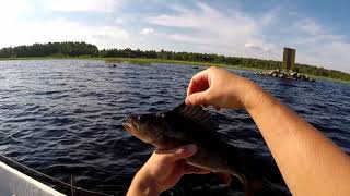 koukku ylös kingfish
