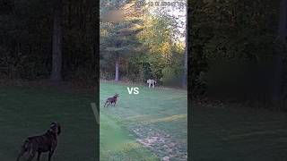 Download lagu Pitbull Vs Cheetah π Dramatic Backyard Clash Caught on CCTV #pitbull #dogfight #animalfight #shorts mp3 Download lagu Pitbull Vs Cheetah π Dramatic Backyard Clash Caught on CCTV #pitbull #dogfight #animalfight #shorts mp3