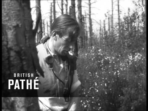 Hurtgen Forest Germany (1950)