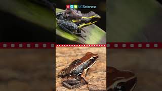 Poison Dart Frogs #shorts #ngscience