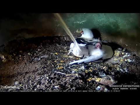 Tropicbird Chick Pops Out From Under Adult, Nibbles On Wing – May 13, 2019