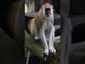All Types of Patas Monkeys Explained  Fastest Monkey Facts 🐒 #AnimalFacts