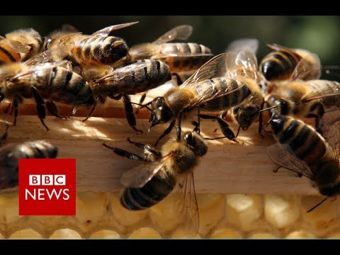 Thousands of bees swarm into car - BBC News