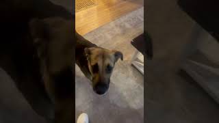 Video preview image #1 Shepradors Puppy For Sale in Princeton, MN, USA