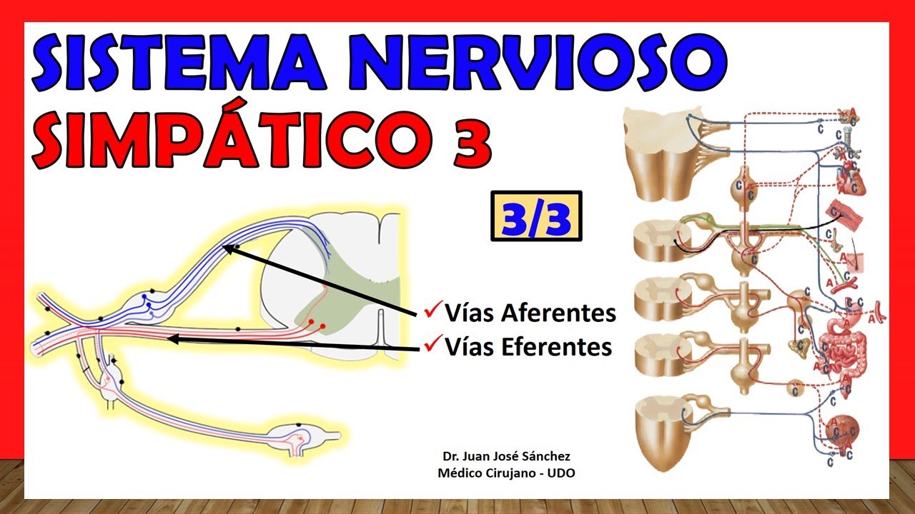 🥇 SISTEMA NERVIOSO SIMPÁTICO 3/3 - Funcionamiento, Vías Eferentes y Aferentes Simpáticas