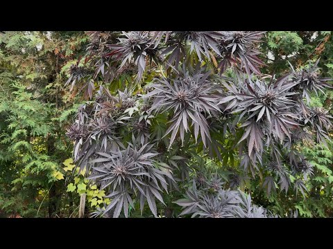Chopping down Huge purple OG Kush.