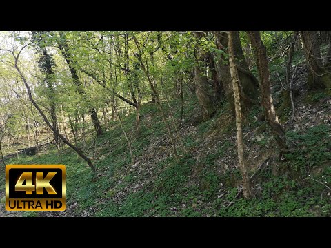 Virtual Forest Walk with Birds Singing in the Woods 4K