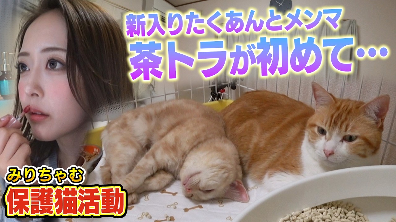 【みりちゃむと茶トラ】新入りの保護猫たくあんとメンマ、預かり２日目で早速・・・（みんなの動物園）