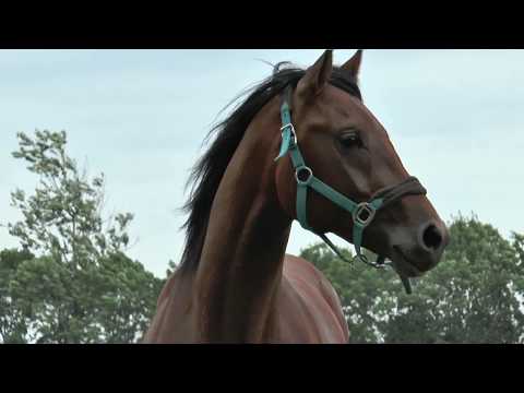 Fürst Fohlenhof  Landtinus