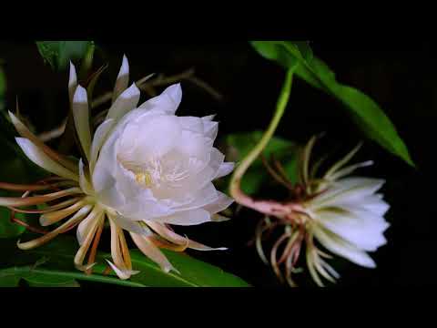 Night-Blooming Cereus time lapse