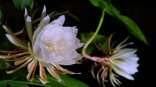 Night-Blooming Cereus time lapse