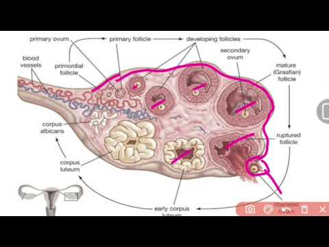 "Exploring Female Reproductive Anatomy: Insights from Dr Tamanna 🩺(Part-3) |Anatomy of ovary|