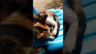 Download lagu #shortsvideo #cat mp3