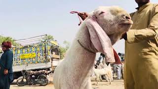Bakra Mandi Lovers | today Mandi update |