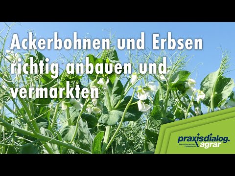praxisdialog.agrar 2023: #02 | Ackerbohnen und Erbsen richtig anbauen und vermarkten