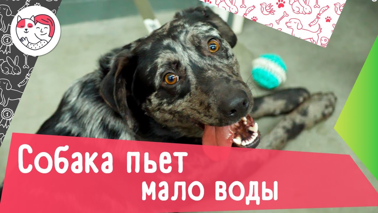 6 причин, почему собака пьет мало воды