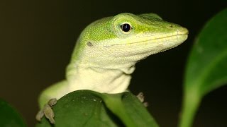 Feeding my Anole lizard