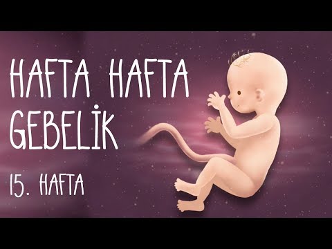 Hafta Hafta Gebelik 15. hafta
