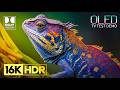 INSANE BEAUTY IN 16K HDR Dolby Vision 120FPS 8K 4K Video TV TEST