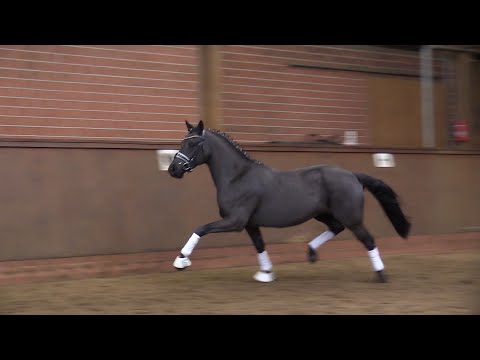 RIGOLETTO R, Wallach von Bünteeichen Ricardo - King Louis S