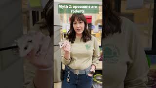 Debunking Opossum Myths