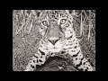 Walt Disney S True Life Adventure Festival Trailer TV Spot High Definition 1964 16mm