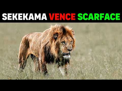 Lion - SEKEKAMA WINS SCARFACE THE MOST FAMOUS LION IN THE WORLD