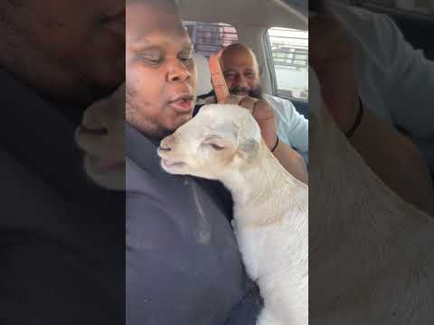 خروف بيبي وين اودية